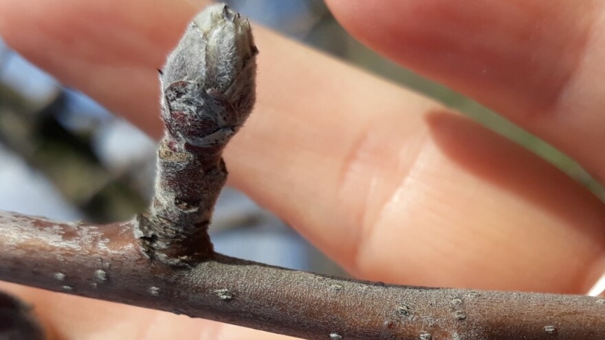 Štete od čađave pegavosti lista i krastavosti ploda jabuke