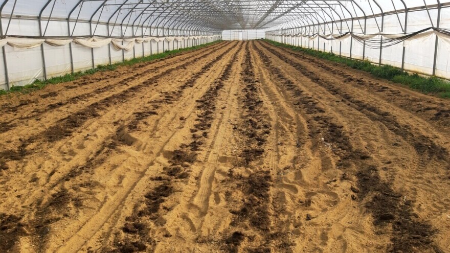 Ne prosipajte novac i resurse na sve strane: Kako da biljka sigurno dobije hranu?