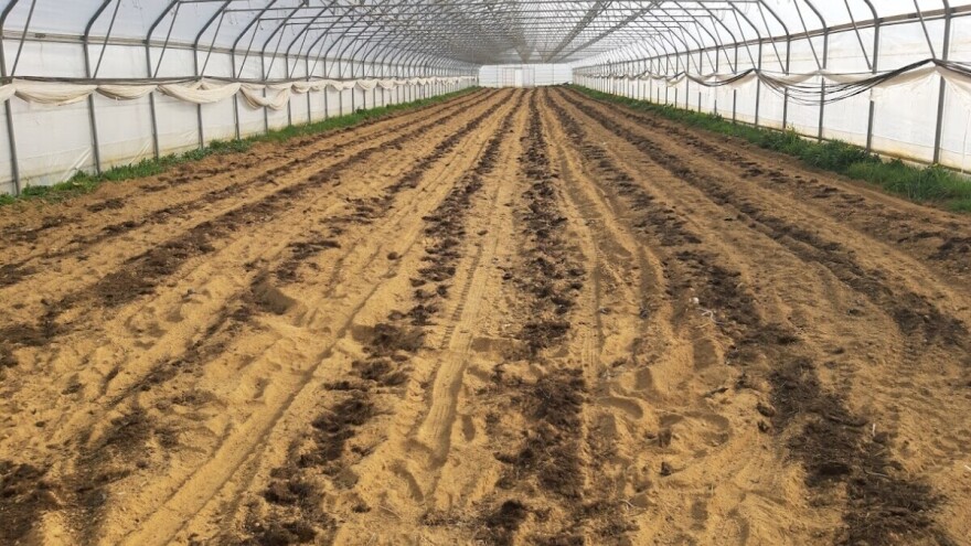 Tko očisti plastenik zimi, žanje plodove u proljeće