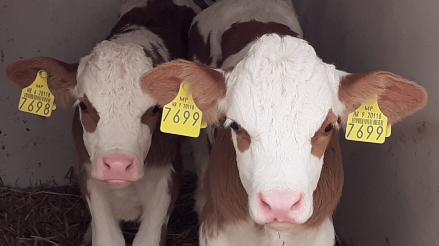 Savez uzgajivača Simentalac: Potičimo uzgoj, a ne uvoz teladi