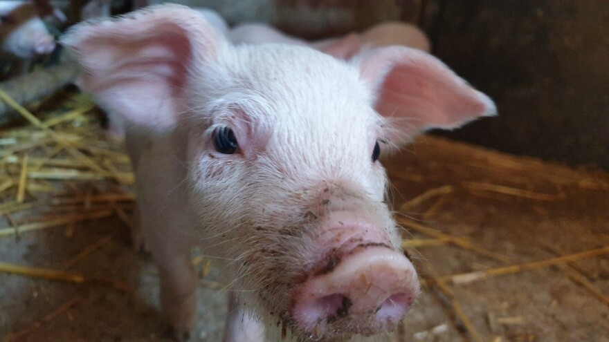 Zaposlenik farme i prijateljica mu ukrali i prodali 73 svinje?