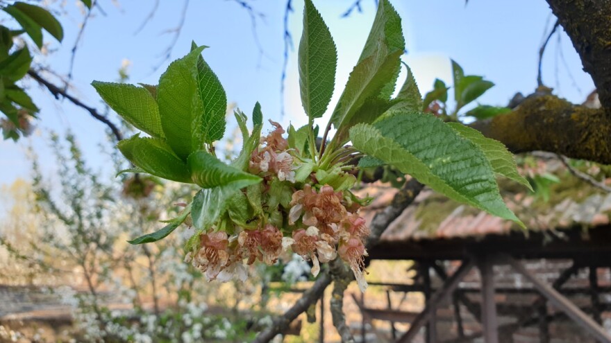 Mraz u voćnjacima? Nemojte čekati, poduzmite potrebne korake