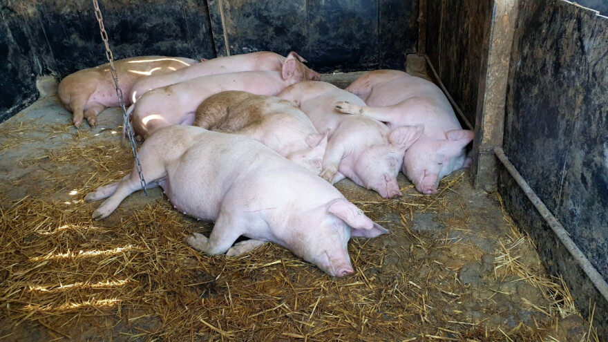 Isplaćeno 1.268.078 KM za proizvođače svinjskog mesa