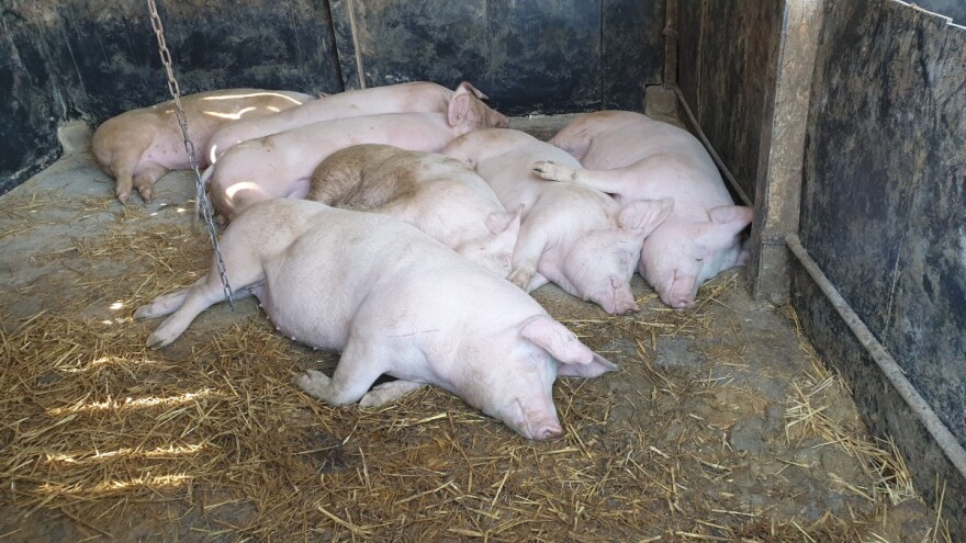 Pao broj zaklanih svinja i peradi u klaonicama