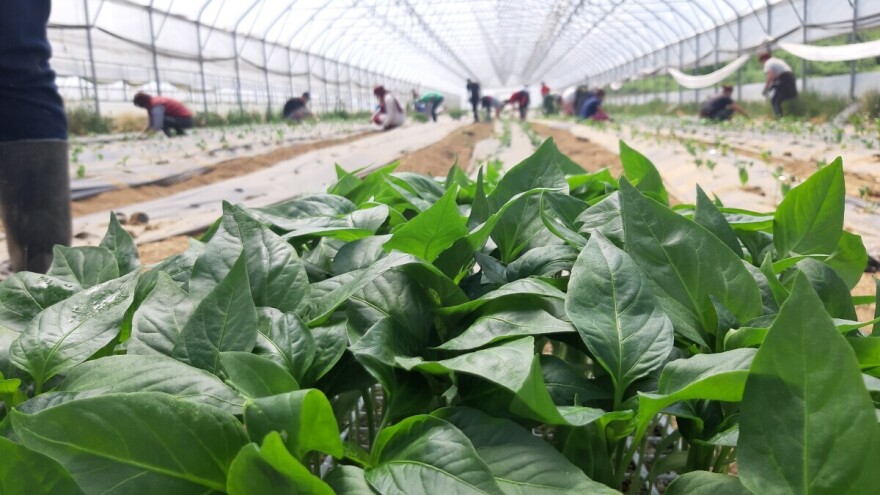 Dubina, razmak, zalijevanje: Ključni koraci za sadnju povrća u plasteniku