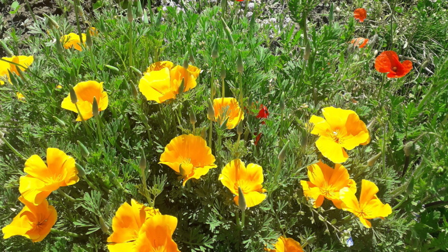 Samonikle biljke: Čuvaju zdravlje povrća i estetski obogaćuju vrt