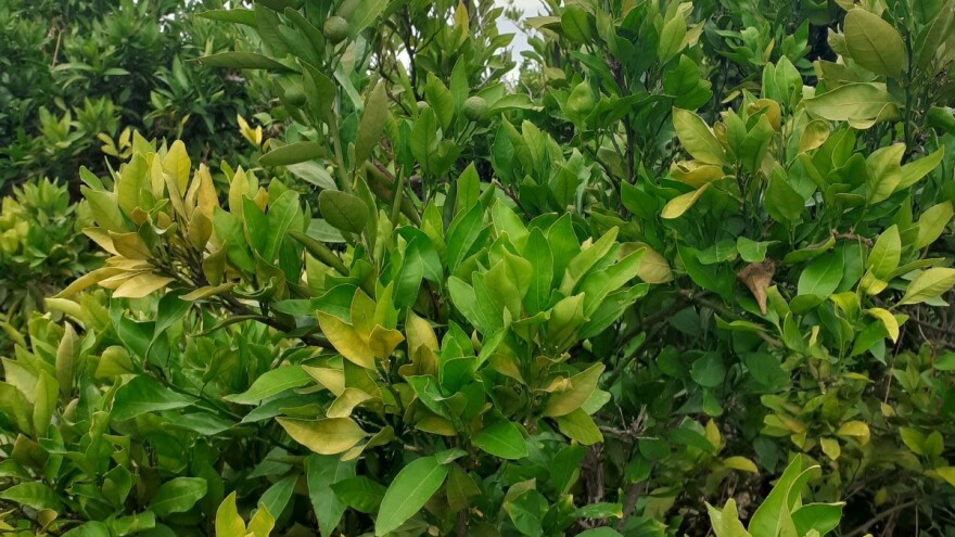 Štetnici ugrožavaju mandarine, prijeti propadanje 2,5 milijuna stabala?