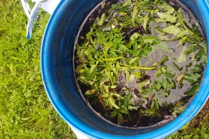 Štitite povrće listovima paradajza, crvenim, bijelim lukom i korovskim vrstama