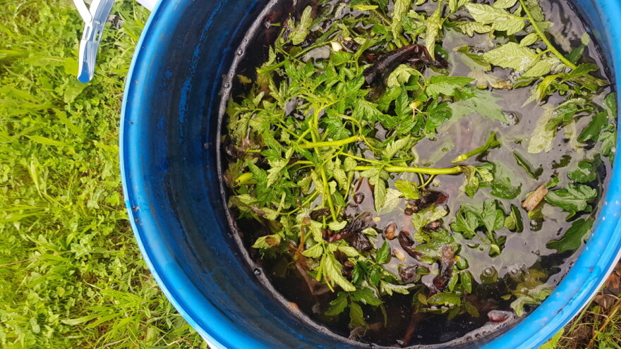 Štitite povrće listovima paradajza, crvenim, bijelim lukom i korovskim vrstama