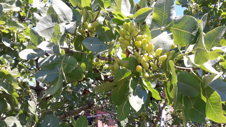 Pistaći - vrsta koja se uspešno može gajiti i u Srbiji