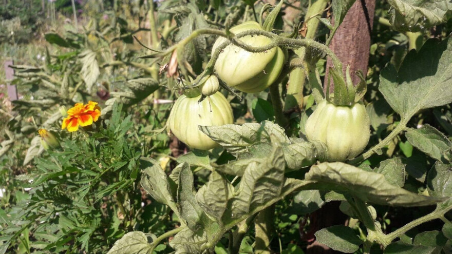 Koje su najčešće pogreške pri uzgoju rajčice?