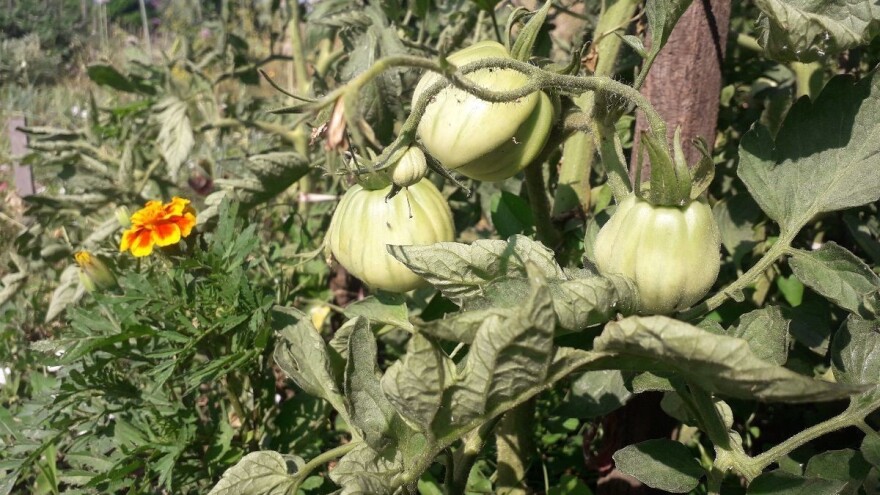 Koje su najčešće pogreške pri uzgoju paradajza?