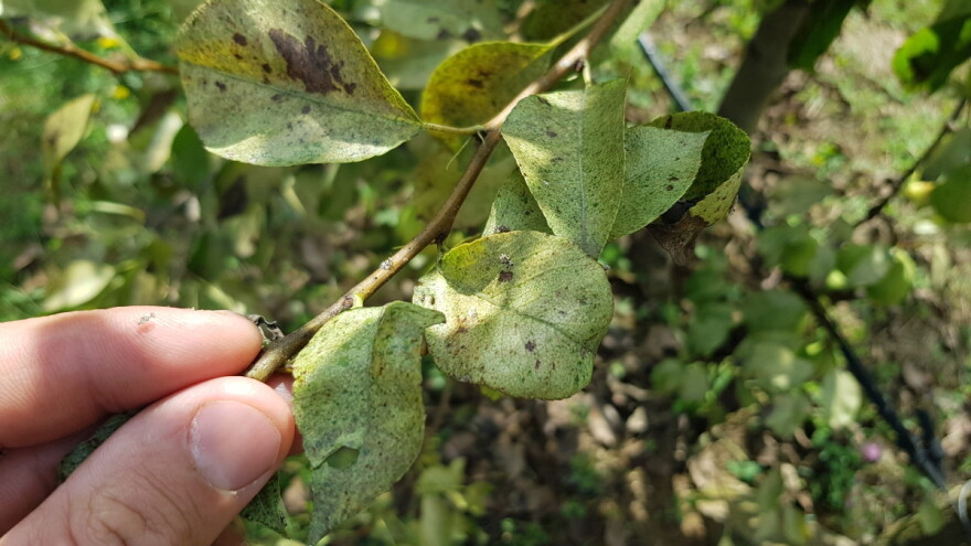 Hrastova mrežasta stjenica napada voćnjake, posebno ugrožene kruške