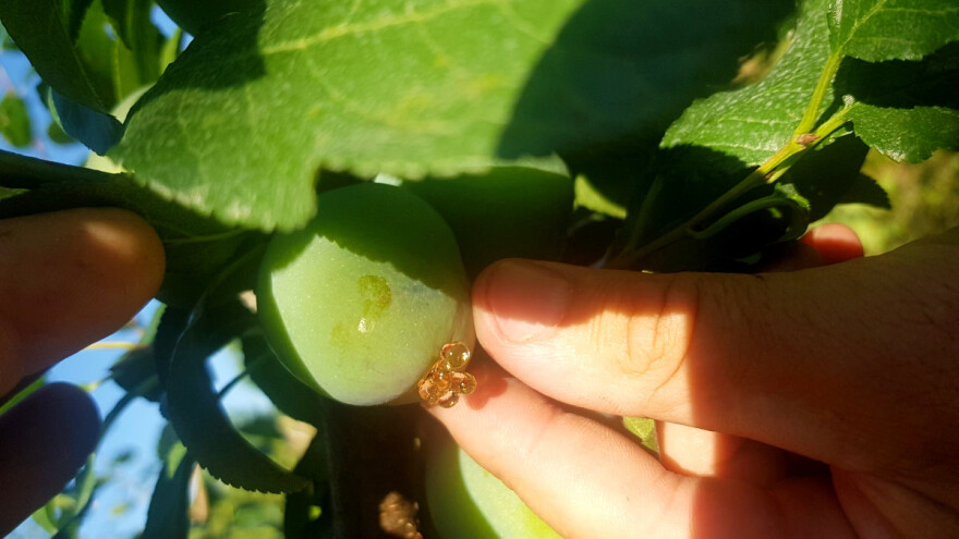 Napad savijača najlakše ćete prepoznati po smoli - kako obaviti tretman