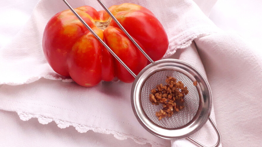 Kako sakupiti i sačuvati seme paradajza za sledeću sezonu