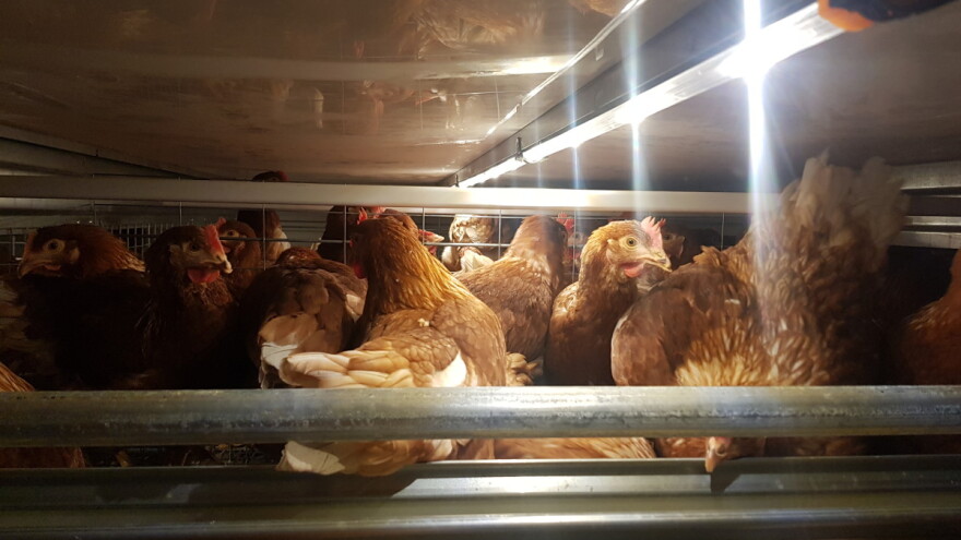 Sa novim sistemom uzgoja koka nosilja, očekuju dnevni prosjek i do 4.800 jaja