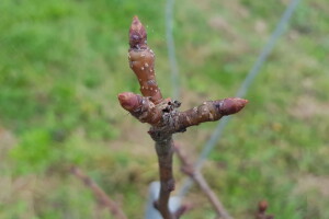 Kako prepoznati rodne pupoljke za narednu sezonu i zašto je važna rezidba?