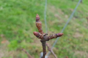 Kako prepoznati rodne pupoljke za narednu sezonu i zašto je važna rezidba?