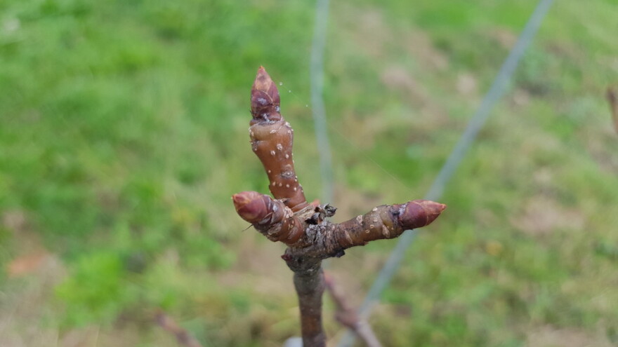 Kako prepoznati rodne pupoljke za narednu sezonu i zašto je važna rezidba?