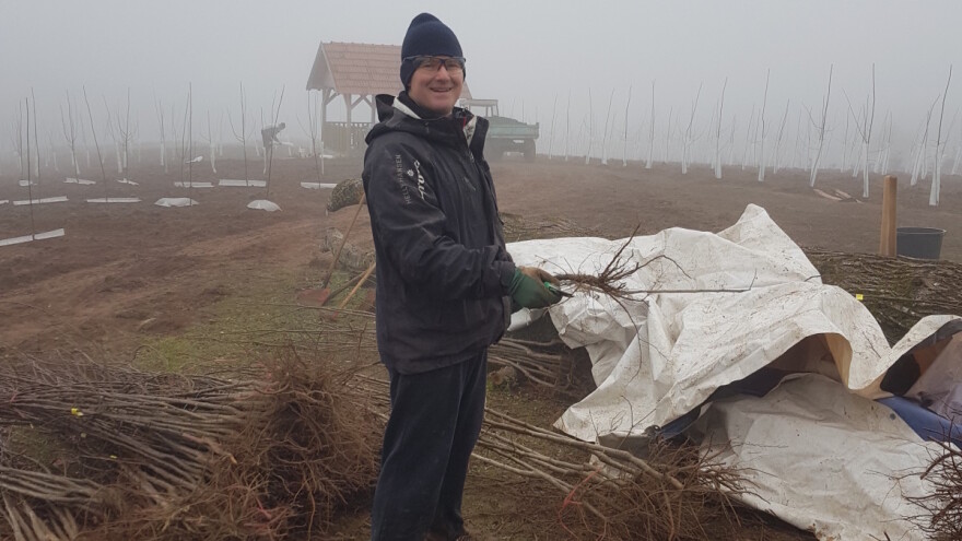 Oliver Gradinac podigao veliki zasad šljiva na očevini po organskim principima