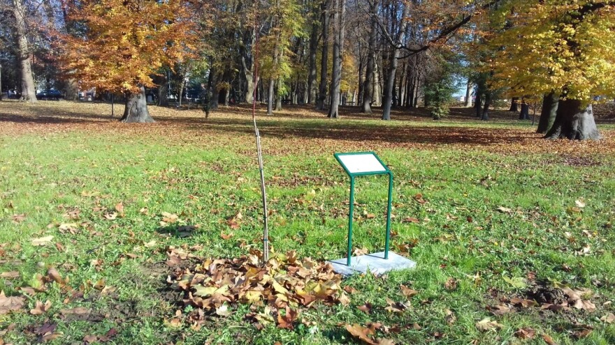 Požega krenula u sadnju medonosnih stabala, stigao i klon Gupčeve lipe