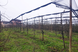 Tretmane protiv kruškine buve ne obavljati do februara, pratite razvoj  štetočine do tada