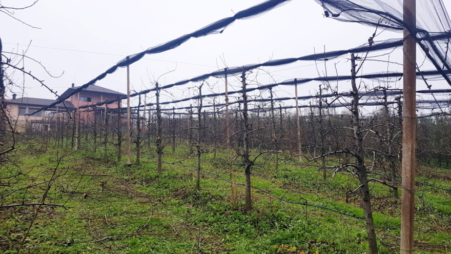 Tretmane protiv kruškine buve ne obavljati do februara, pratite razvoj  štetočine do tada