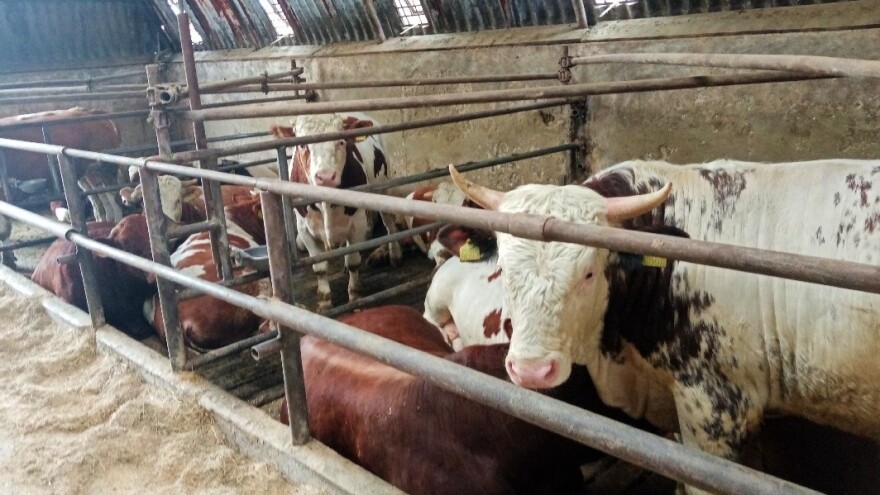 Jasmin Komljenović: Situacija ne ide stočarima u prilog, nas izvlači ratarstvo