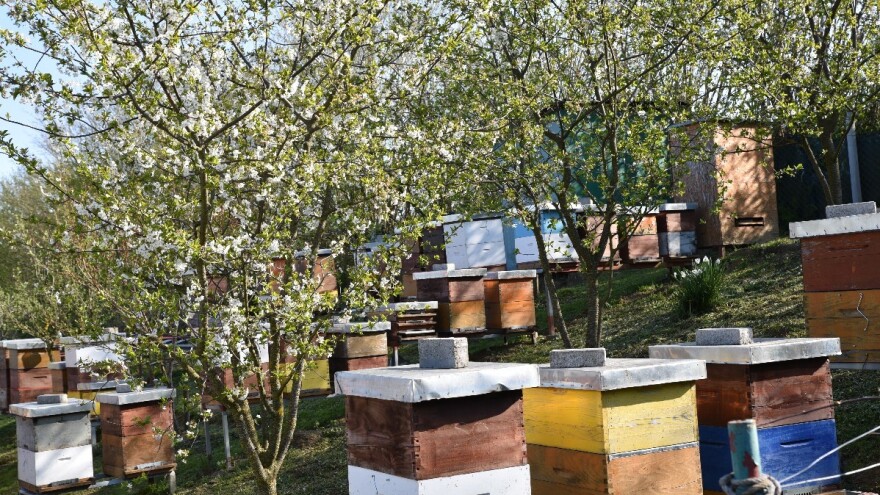 Hrvoje Cindrić: Klima je postala jako promjenjiva, sve je teže "održati" pčelu
