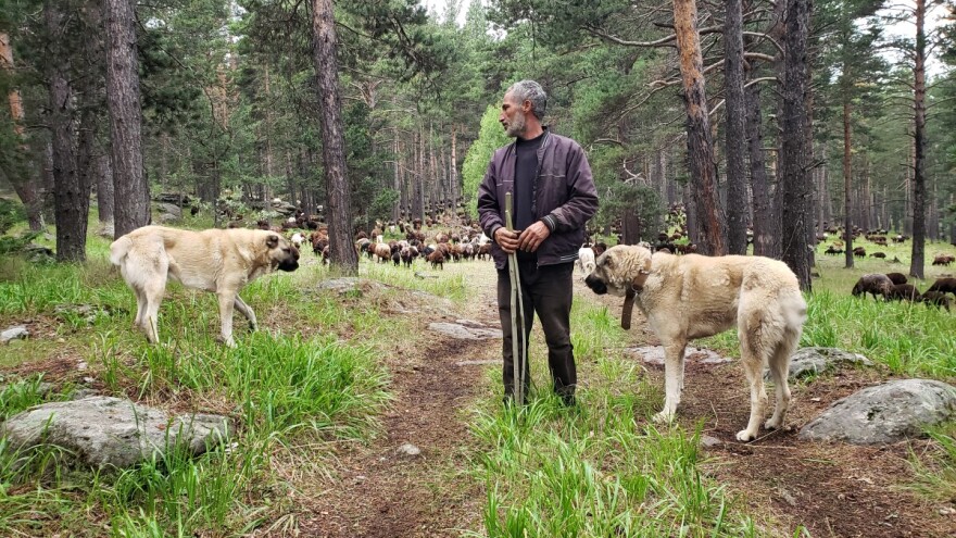 Država iste površine daje u zakup kao lovišta i kao površine za ispašu stoke, a svima je kriv - vuk