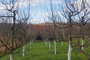 Sadite šljivu - prodaja je garantovana, ako se izbjegnu proljećni mrazevi