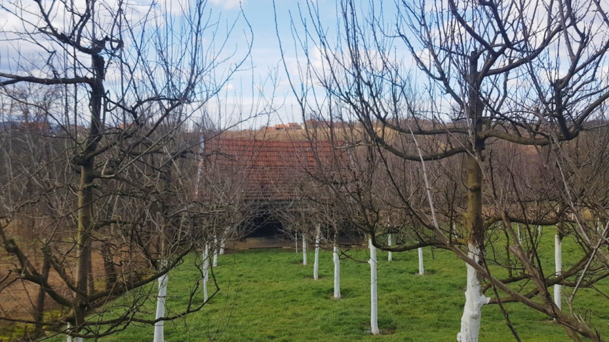 Sadite šljivu - prodaja je garantovana, ako se izbjegnu proljećni mrazevi