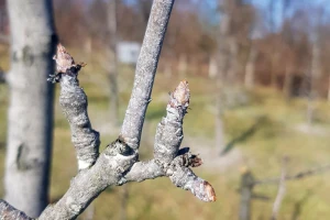 Niske temperature idealne su za voće