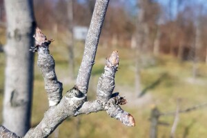Niske temperature idealne su za voće