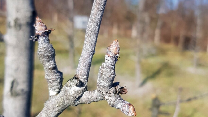Niske temperature idealne su za voće