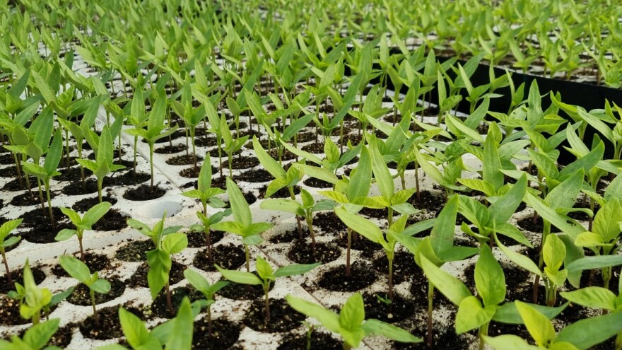 Sa sjetvom na OPG-u Müller kreću u ožujku, koja je tajna dobre presadnice?