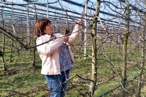 Rezidbu voća nije teško naučiti, ali što čini dobrog rezača?