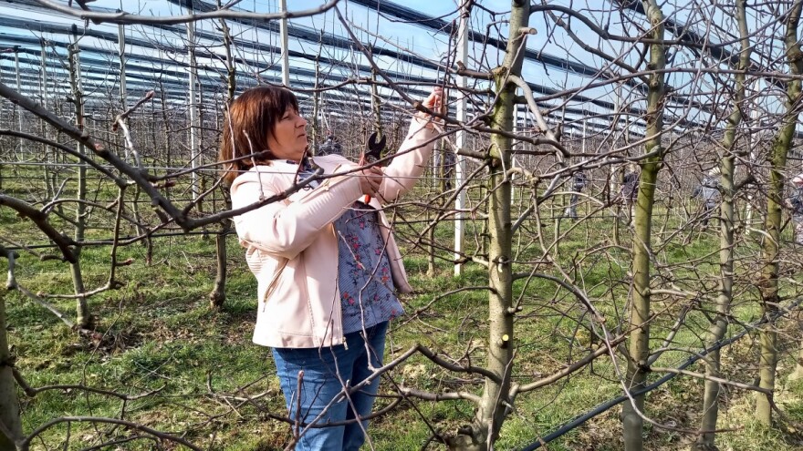 Rezidbu voća nije teško naučiti, ali što čini dobrog rezača?