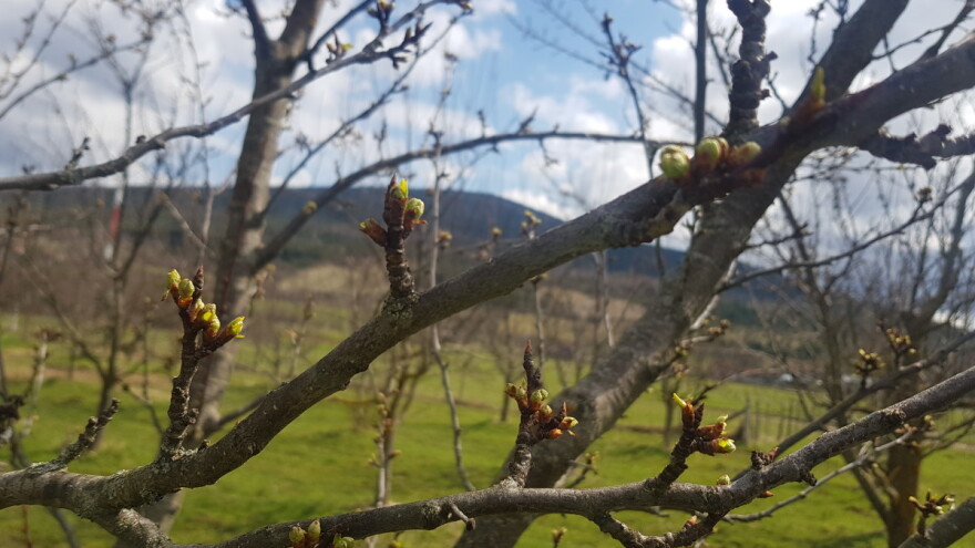 Vjetar u leđa: Voćari u Srpskoj dobiće tri milona KM za štetu od mraza