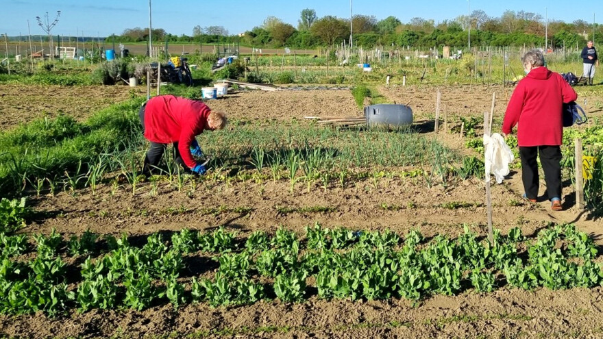 Urbani vrtovi sve popularniji: Ljudi žele imati svoje domaće povrće