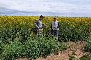 Turnip yellow virus smanjuje prinos repice - koja su rješenja?
