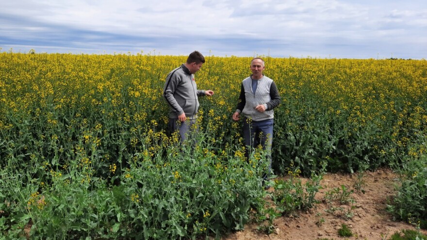 Turnip yellow virus smanjuje prinos repice - koja su rješenja?