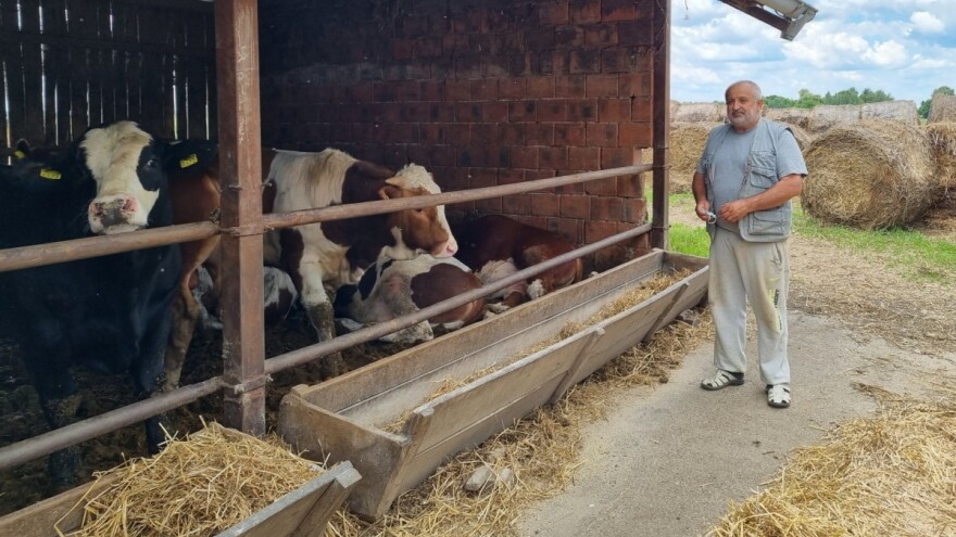 Stojan Trifunović: Da je imamo, kupio bih domaću simentalsku telad, a ne uvozio