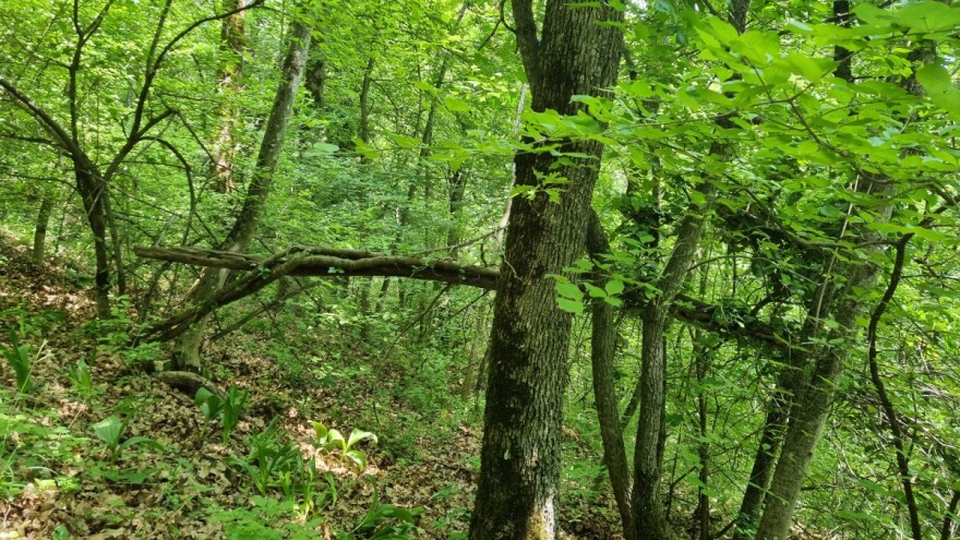 Ekonomski račun šumarstva: U 2019. vrijednost ukupnog outputa pala pet posto