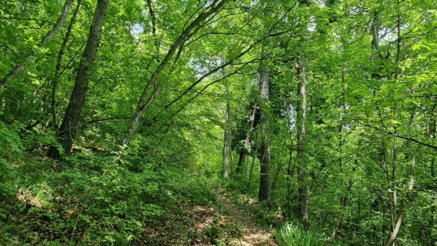 Nova Strategija za šume naišla na brojne kritike europarlamentaraca