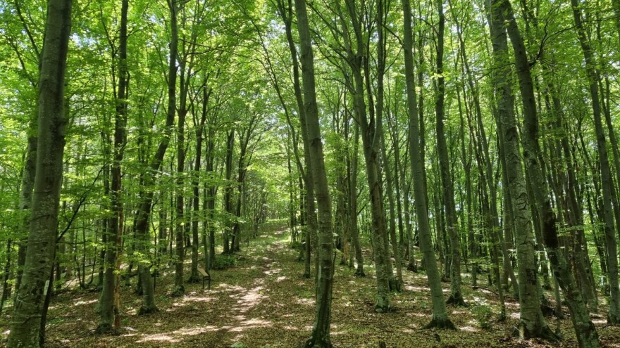 DZS: Smanjena količina ukupno posječenog drva za tri posto u 2020. godini