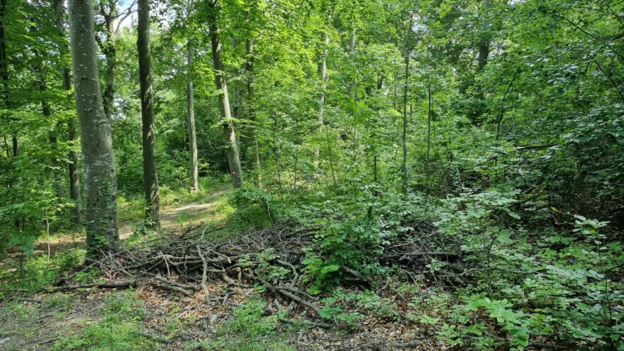 Izmjene Pravilnika o uređivanju šuma u javnom savjetovanju