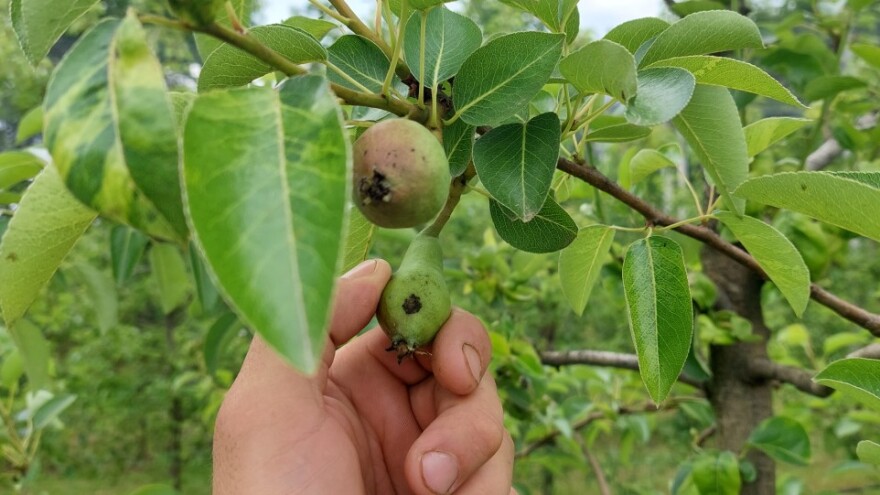 Čađava krastavost jabuka pravi probleme voćarima i ove godine, kvalitet prinosa upitan?