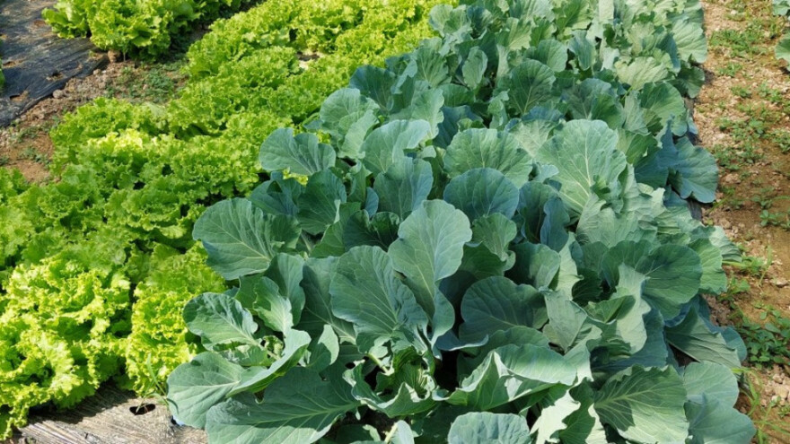 Kako dobiti certifikat za organsku proizvodnju u BiH?