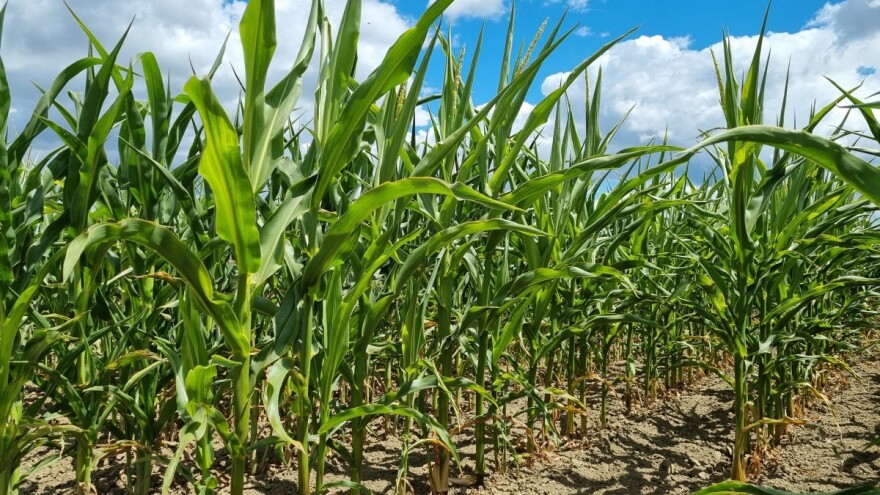 Biljna proizvodnja u 2020. porasla za sedam posto, stočna zabilježila pad